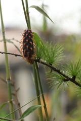 Larix griffithii