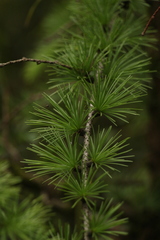 Larix griffithii