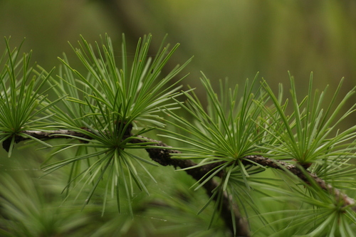 Image of Larix griffithii by (c) Siddarth Machado, some rights reserved (CC BY)