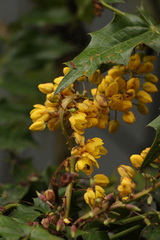 Berberis napaulensis