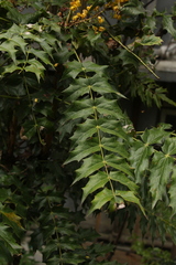 Berberis napaulensis