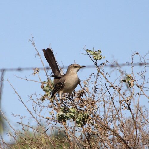 iNaturalist observation photo of Northern Mockingbird