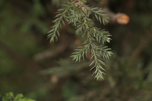 Juniperus indica, photograph 5