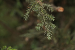 Juniperus indica
