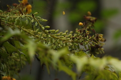 Berberis napaulensis