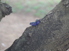 Acanthocercus atricollis