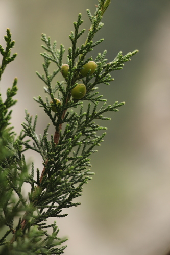 Juniperus indica, photograph 6
