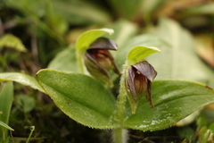 Cypripedium elegans