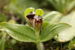 Cypripedium elegans