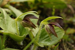 Cypripedium elegans