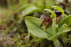 Cypripedium elegans