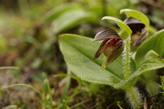 Cypripedium elegans