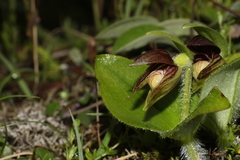 Cypripedium elegans