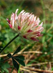 Trifolium macrocephalum