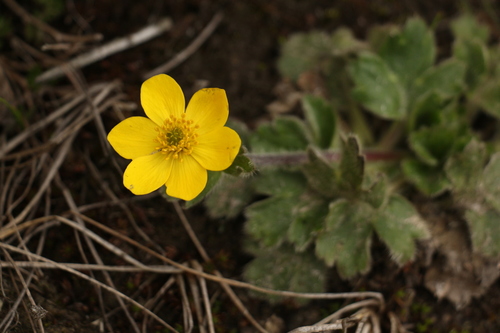 Anemonastrum obtusilobum, photograph 5
