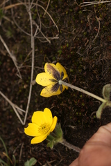 Anemonastrum obtusilobum
