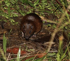 Short-Tailed Spiny-Rat photo 1