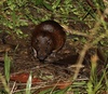 Huallaga Spiny Rat - Photo (c) Clément panisse, some rights reserved (CC BY-NC), uploaded by Clément panisse