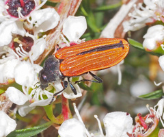 Castiarina erythroptera