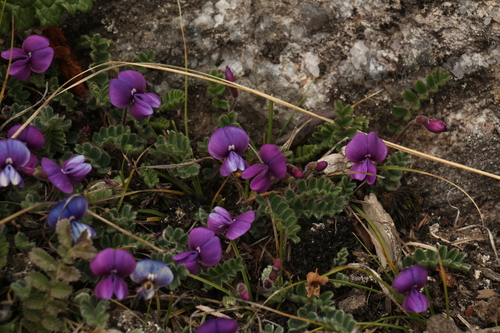 Tibetia himalaica, photograph 4