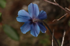 Meconopsis simplicifolia