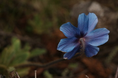 Meconopsis simplicifolia