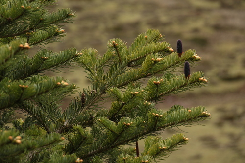 Bhutan fir (Abies densa)