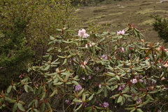 Rhododendron campanulatum