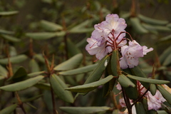 Rhododendron campanulatum
