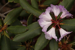 Rhododendron campanulatum