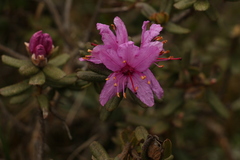 Rhododendron setosum