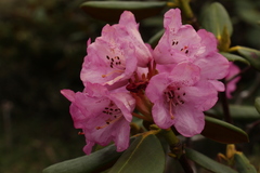 Rhododendron aeruginosum