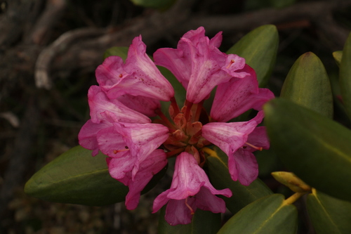 Rhododendron aeruginosum, photograph 1