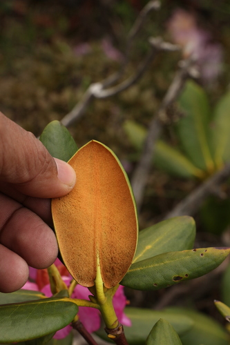 Rhododendron aeruginosum, photograph 2