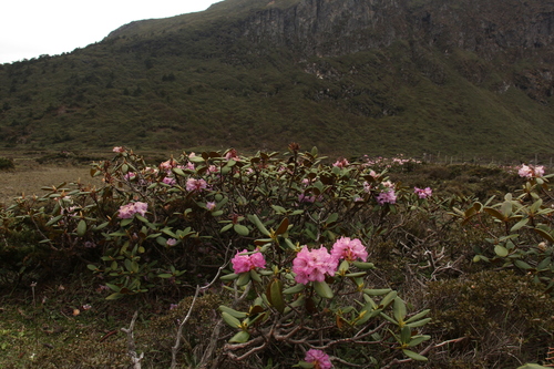 Rhododendron aeruginosum, photograph 3