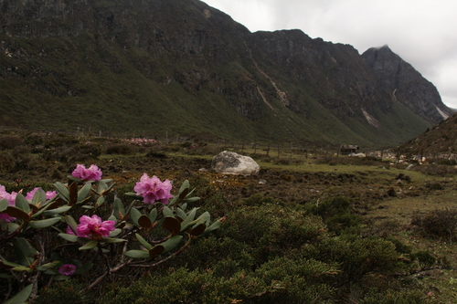 Rhododendron aeruginosum, photograph 4