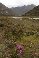 Rhododendron setosum