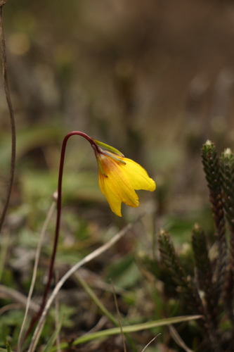 Gagea flavonutans, photograph 2