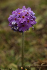 Primula denticulata