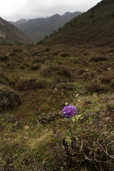 Primula denticulata