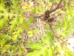 Solanum grayi