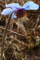 Meconopsis simplicifolia
