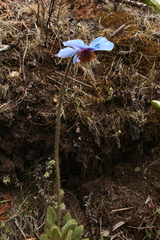 Meconopsis simplicifolia