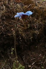 Meconopsis simplicifolia