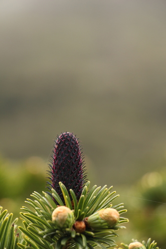 Image of Abies densa by (c) Siddarth Machado, some rights reserved (CC BY)