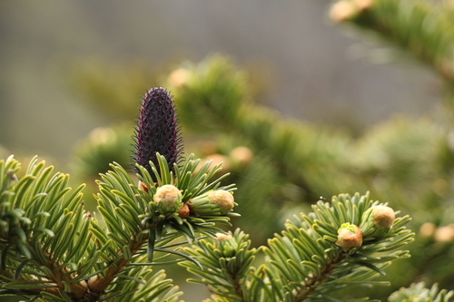 Image of Abies densa by (c) Siddarth Machado, some rights reserved (CC BY)
