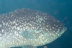 White-Blotched Grouper photo 4
