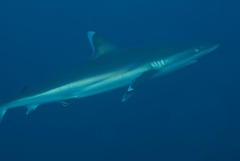 Carcharhinus albimarginatus