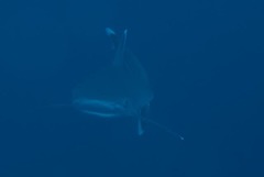 Carcharhinus albimarginatus