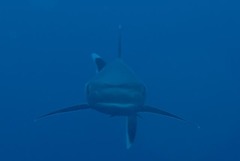 Carcharhinus albimarginatus